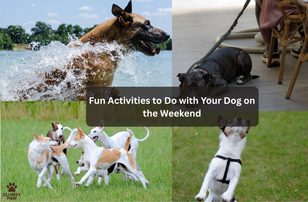 Fun Activities to Do with Your Dog on the Weekend