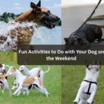 Fun Activities to Do with Your Dog on the Weekend