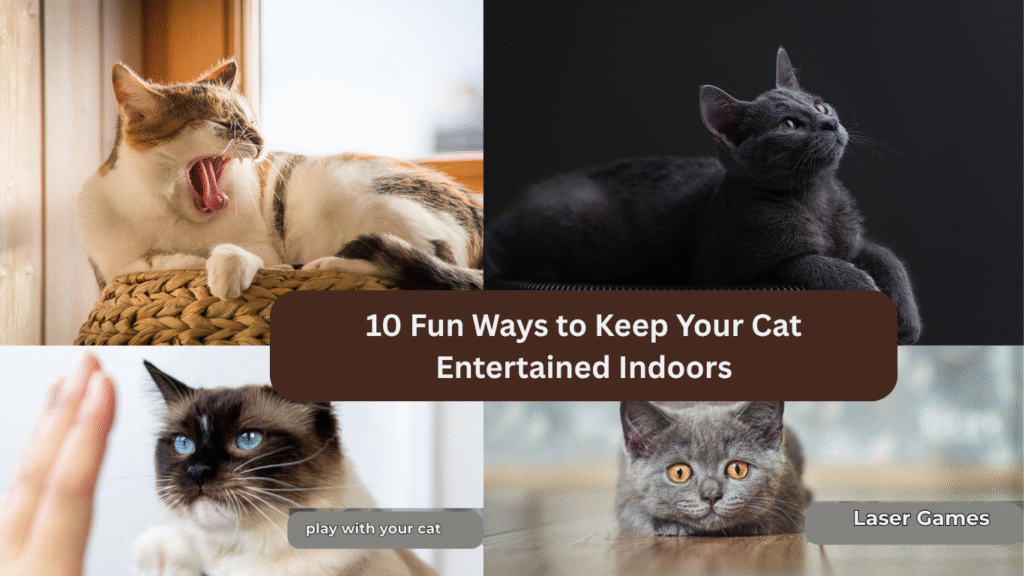 10 Fun Ways to Keep Your Cat Entertained Indoors