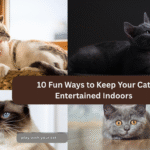 10 Fun Ways to Keep Your Cat Entertained Indoors