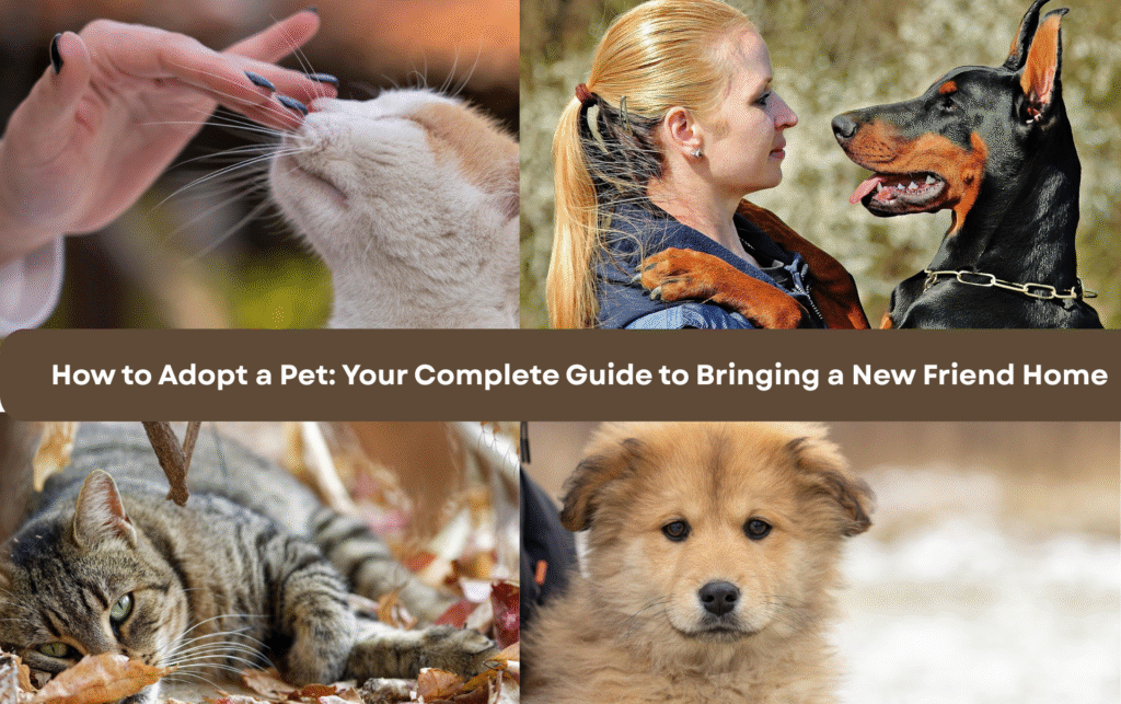 How to Adopt a Pet: Your Complete Guide to Bringing a New Friend Home
