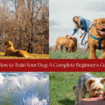 How to Train Your Dog