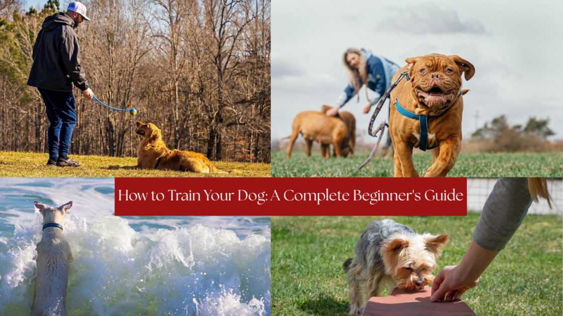 How To Train Your Dog: A Complete Beginner's Guide