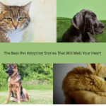 Best Pet Adoption Storie