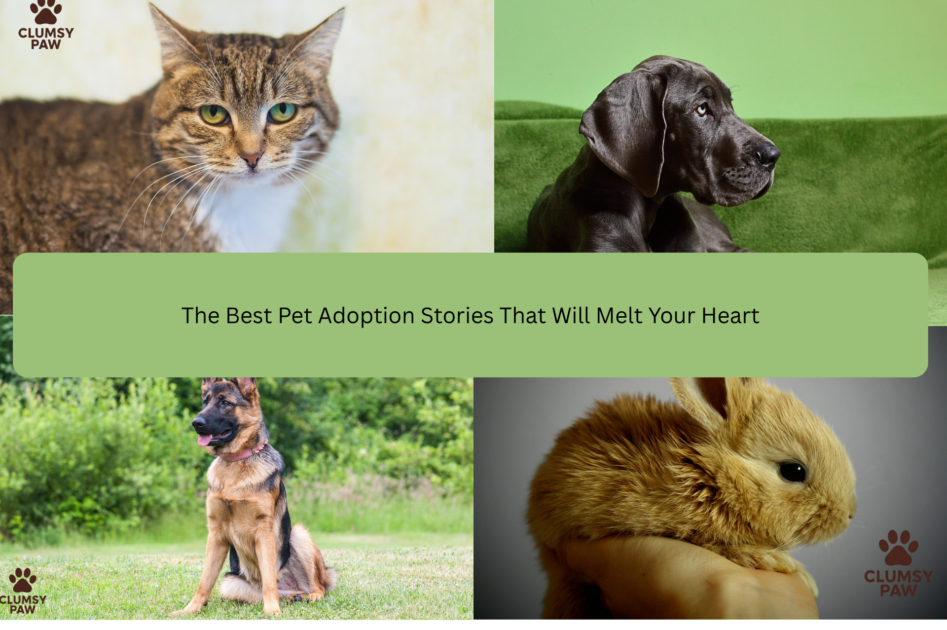 The Best Pet Adoption Stories That Will Melt Your Heart Clumsy Paw