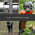 Best Training Methods for Puppies
