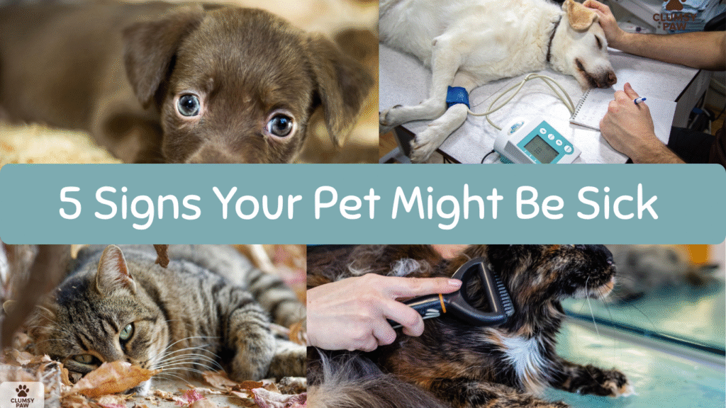 5 Signs Your Pet Might Be Sick And What You Can Do About It