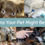 5 Signs Your Pet Might Be Sick And What You Can Do About It