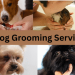 Dog Grooming Service