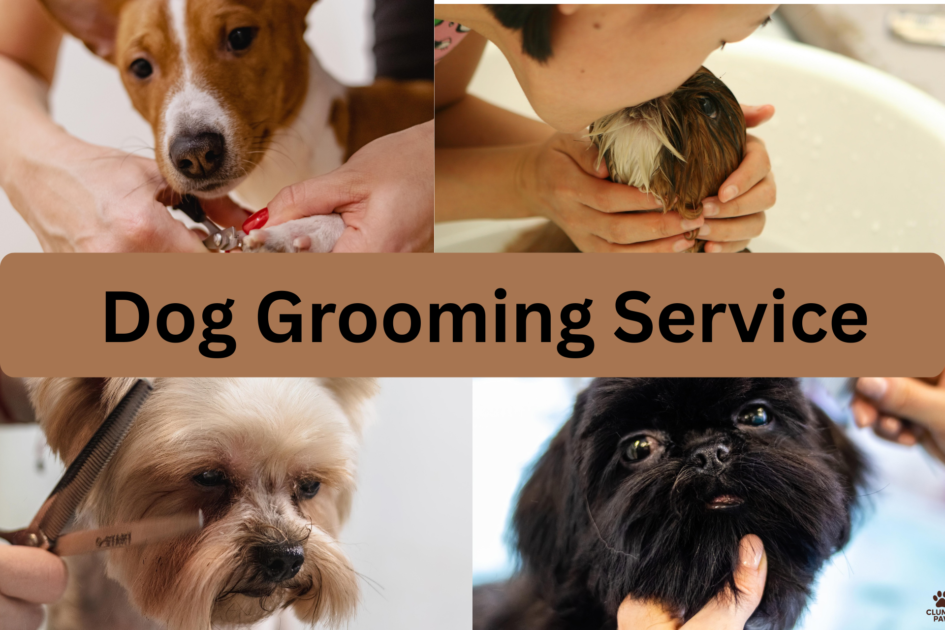 Picture Idea: How To Choose The Right Dog Grooming Service For Your