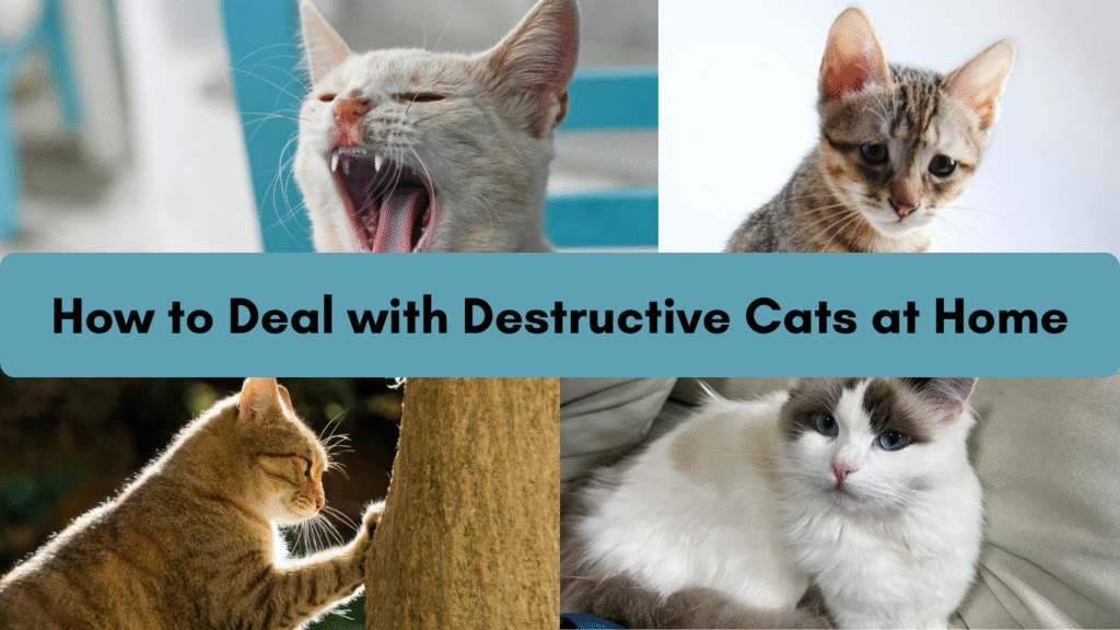 How to Deal with Destructive Cats at Home