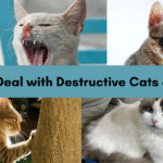 How to Deal with Destructive Cats at Home
