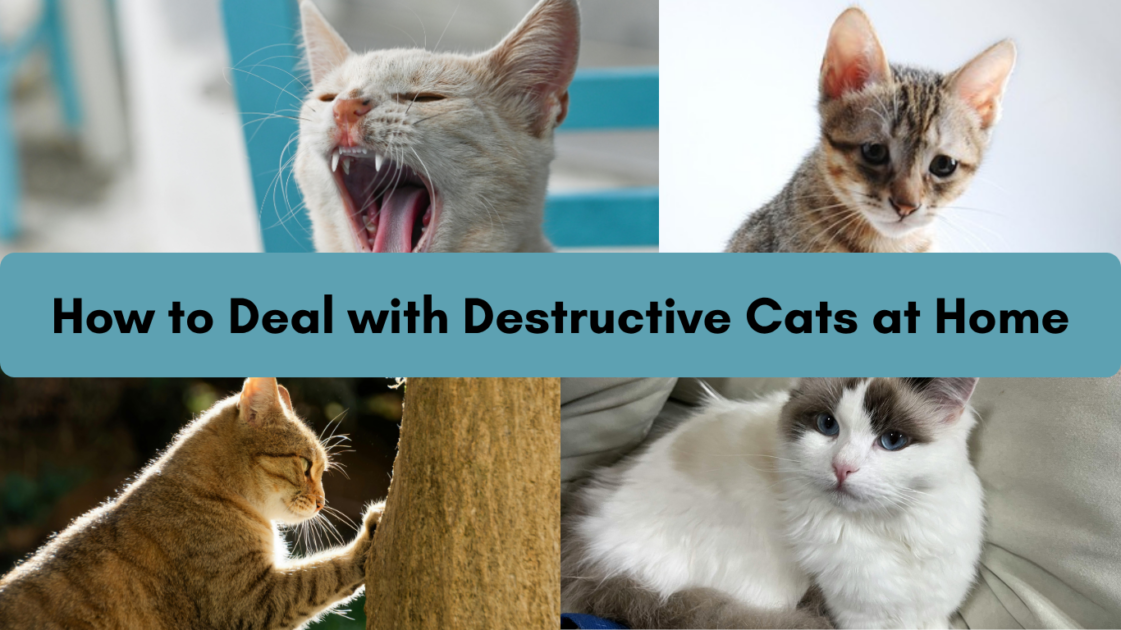 Photo inspiration: Cat Anxiety And Destructive Behavior Reference: How To Deal With Destructive Cats At Home Clumsy Paw
