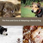 The Pros and Cons of Adopting a Rescue Dog