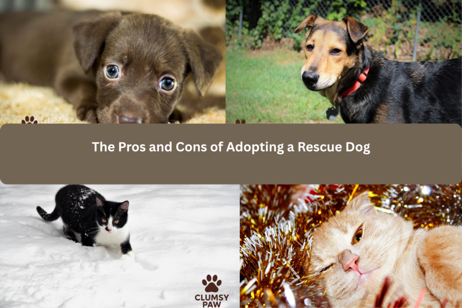 The Pros and Cons of Adopting a Rescue Dog - Clumsy Paw | For Pet ...