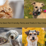 Best Pet-Friendly Parks