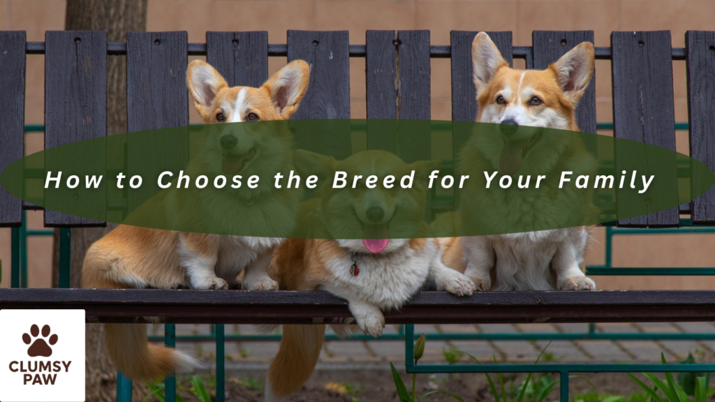 How to Choose the Breed for Your Family