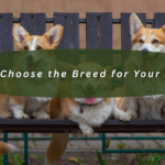 How to Choose the Breed for Your Family