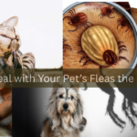 How to Deal with Your Pet’s Fleas the Right Way