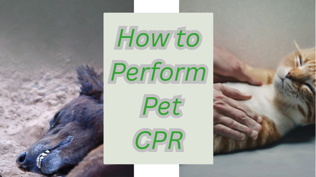 How to Perform Pet CPR