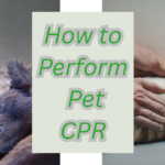 How to Perform Pet CPR