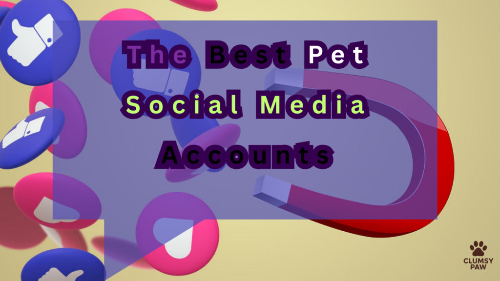 The Best Pet Social Media Accounts