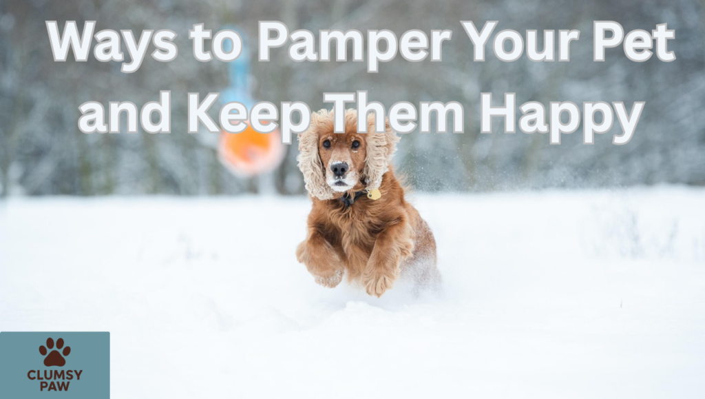 Ways to Pamper Your Pet and Keep Them Happy