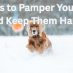 Ways to Pamper Your Pet and Keep Them Happy