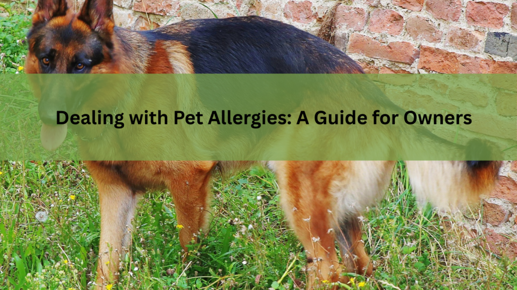 Dealing with Pet Allergies: A Guide for Owners
