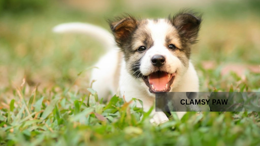 Potty Training Tips for Puppies