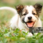 Potty Training Tips for Puppies