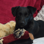 The Best Pet Adoption Agencies Near You