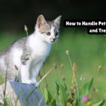How to Handle Pet Heatstroke: Signs and Treatment