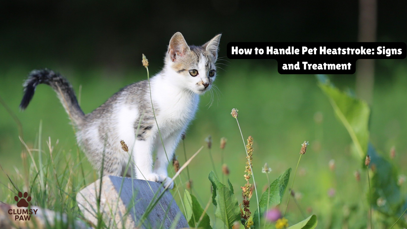How to Handle Pet Heatstroke: Signs and Treatment