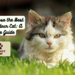 How to Choose the Best Litter for Your Cat: A Complete Guide
