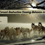 How to Correct Destructive Chewing Behavior in Dogs
