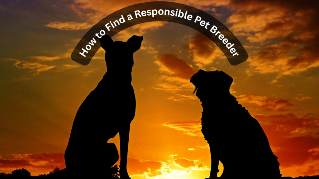 How to Find a Responsible Pet Breeder