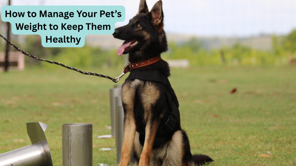 Manage Your Pet’s Weight