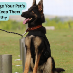 Manage Your Pet’s Weight