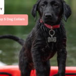 The Top 5 Dog Collars