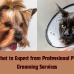 What to Expect from Professional Pet Grooming Services