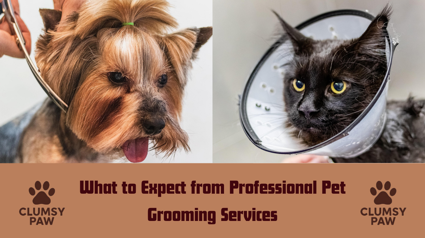 What to Expect from Professional Pet Grooming Services