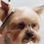 Sustainable Pet Grooming Products