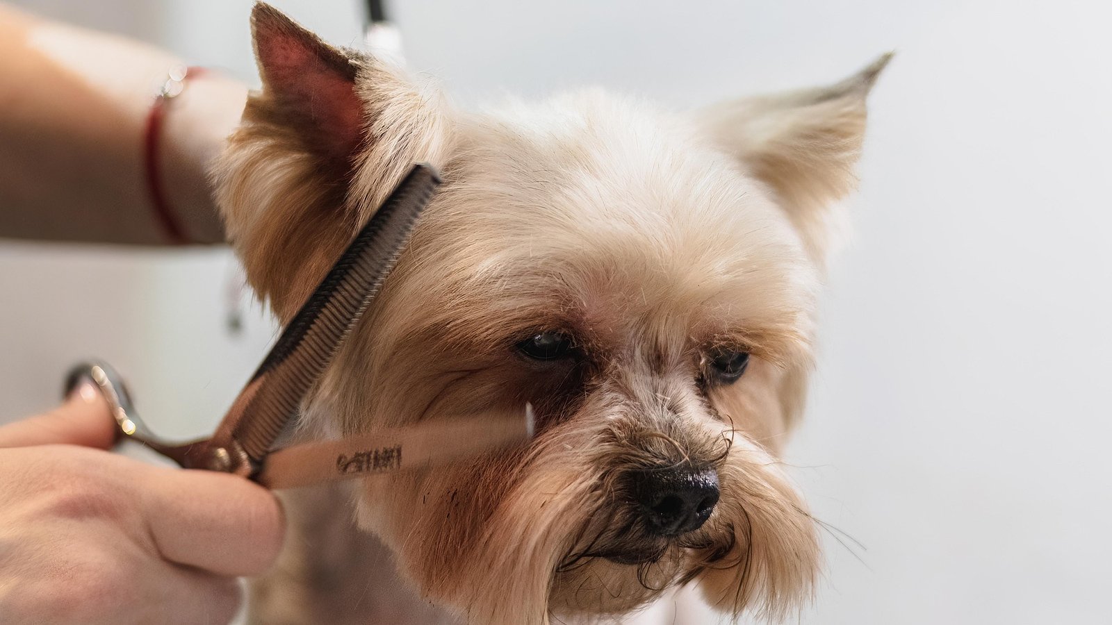 Sustainable Pet Grooming Products