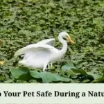 How to Keep Your Pet Safe During a Natural Disaster