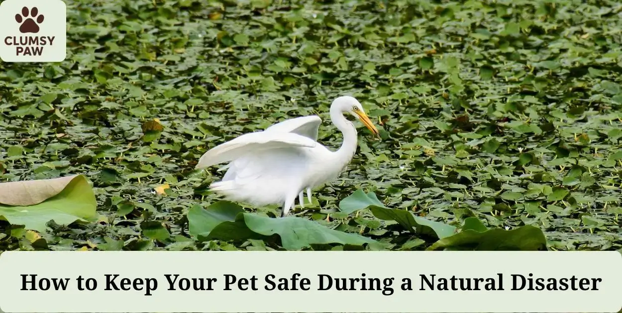 How to Keep Your Pet Safe During a Natural Disaster