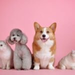 Pet Friendly pets Best pets Blogs