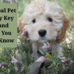 pet trends Galobal pet industry The Global Pet Industry Key Stats and Trends You Should Know