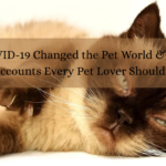 How COVID-19 Changed the Pet World & 5 Social Media Accounts Every Pet Lover Should Follow