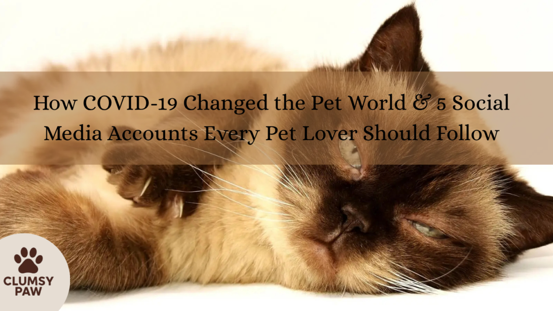How COVID-19 Changed the Pet World & 5 Social Media Accounts Every Pet Lover Should Follow